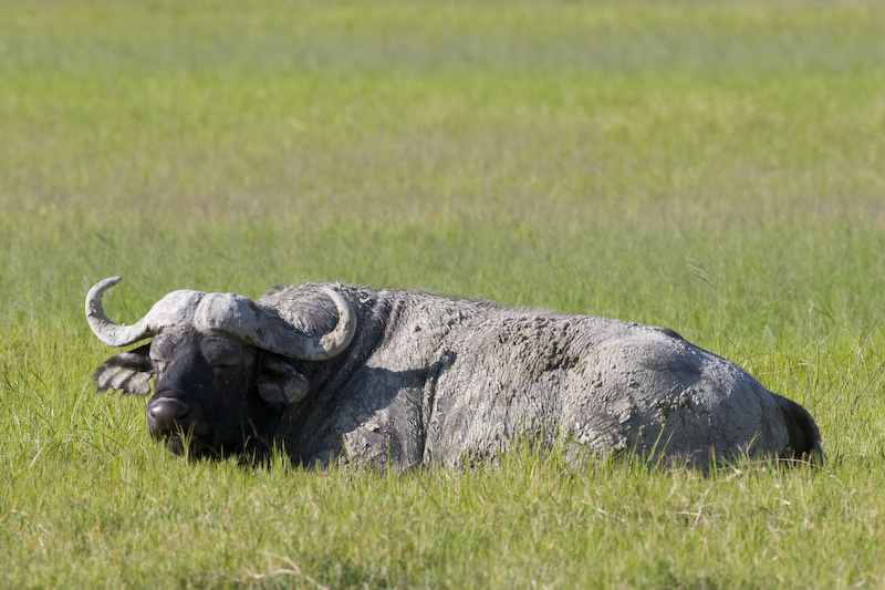 Cape Buffalo Sleeping In Grass
